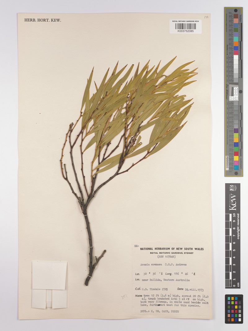 Acacia eremaea photo 3