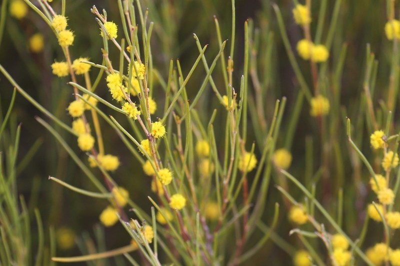 Acacia eremophila photo 3
