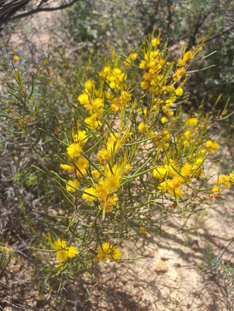 Acacia eremophila photo 4