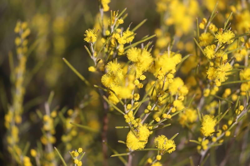 Acacia eremophila photo 5