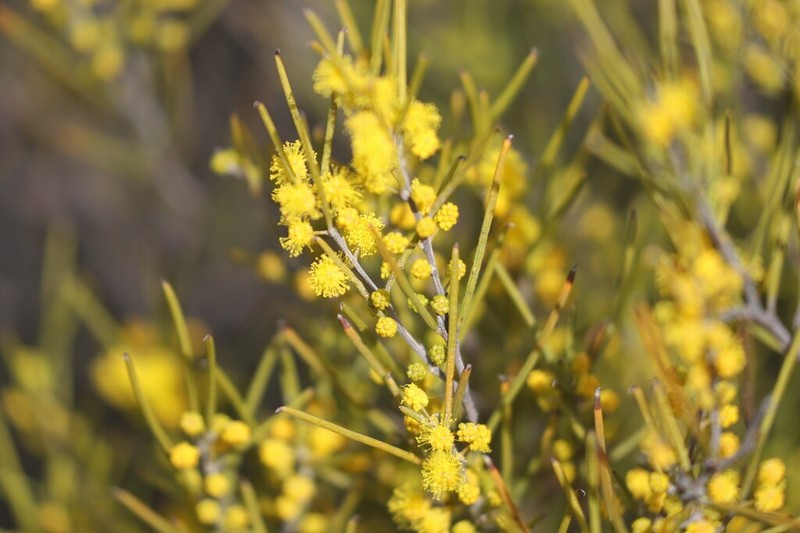 Acacia eremophila photo 6