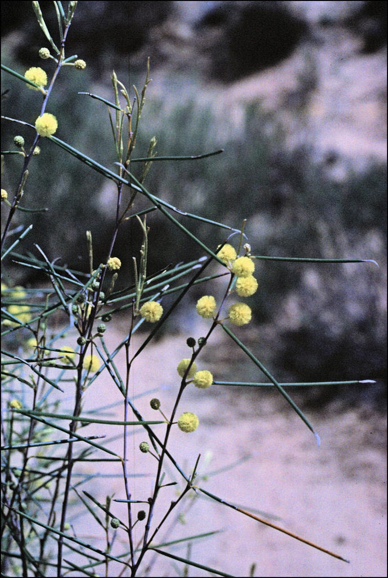 Acacia eremophila photo 7