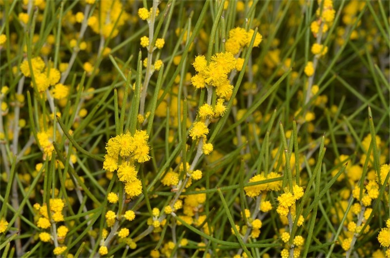 Acacia eremophila