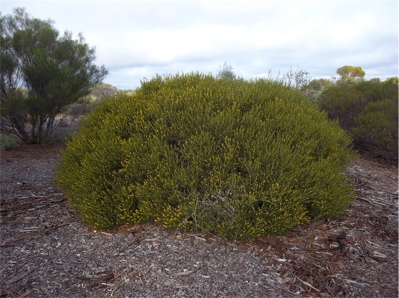 Acacia eremophila photo 2
