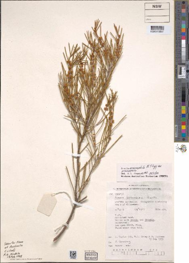 Acacia eremophila var. eremophila photo 2