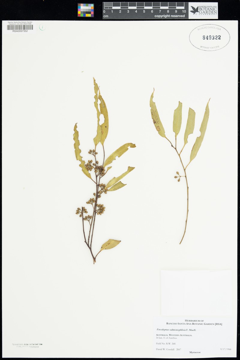 Acacia eremophila var. eremophila