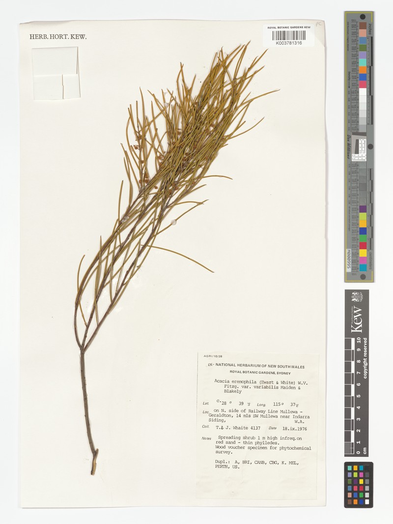 Acacia eremophila var. variabilis