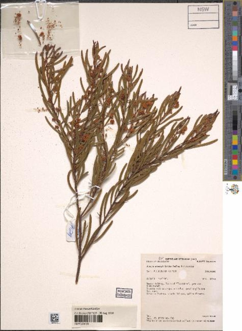 Acacia eremophiloides photo 3