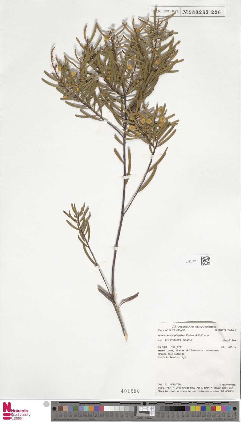 Acacia eremophiloides photo 4