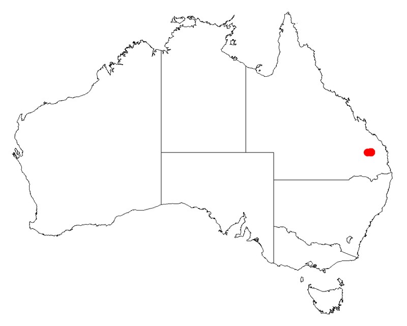 Acacia eremophiloides