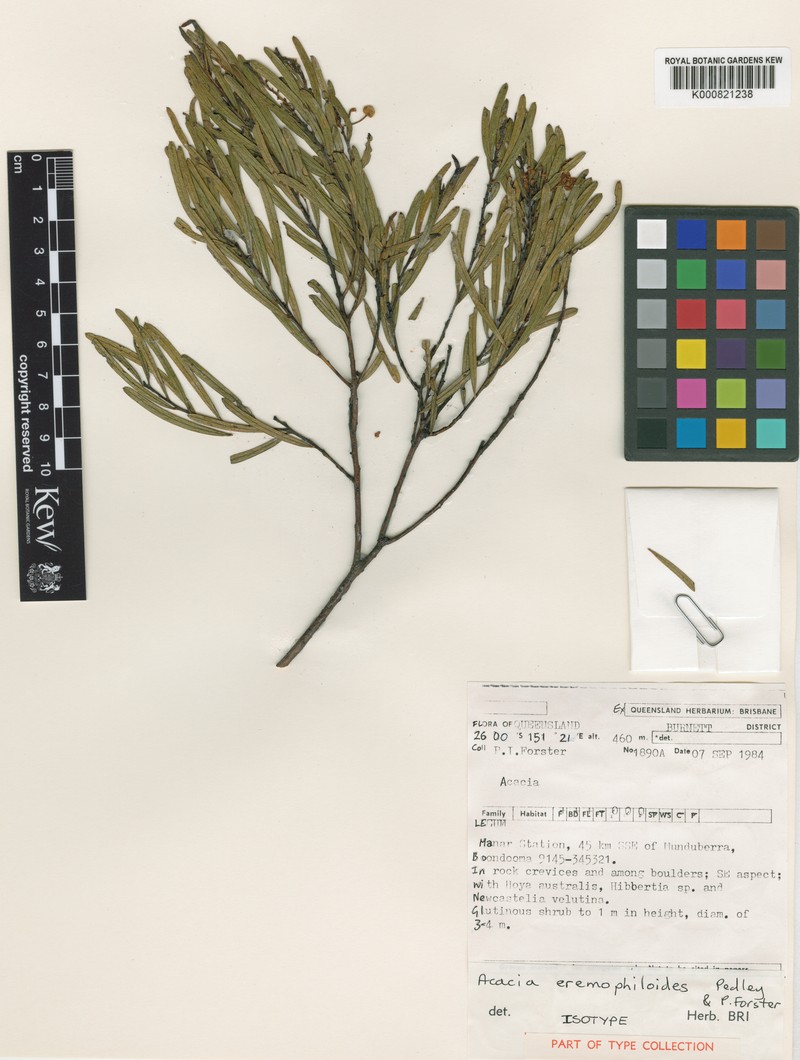 Acacia eremophiloides photo 2