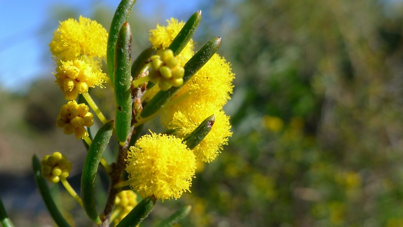 Acacia ericifolia