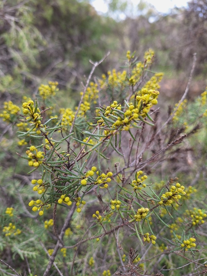 Acacia ericifolia photo 2