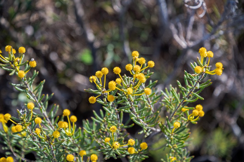 Acacia ericifolia photo 4