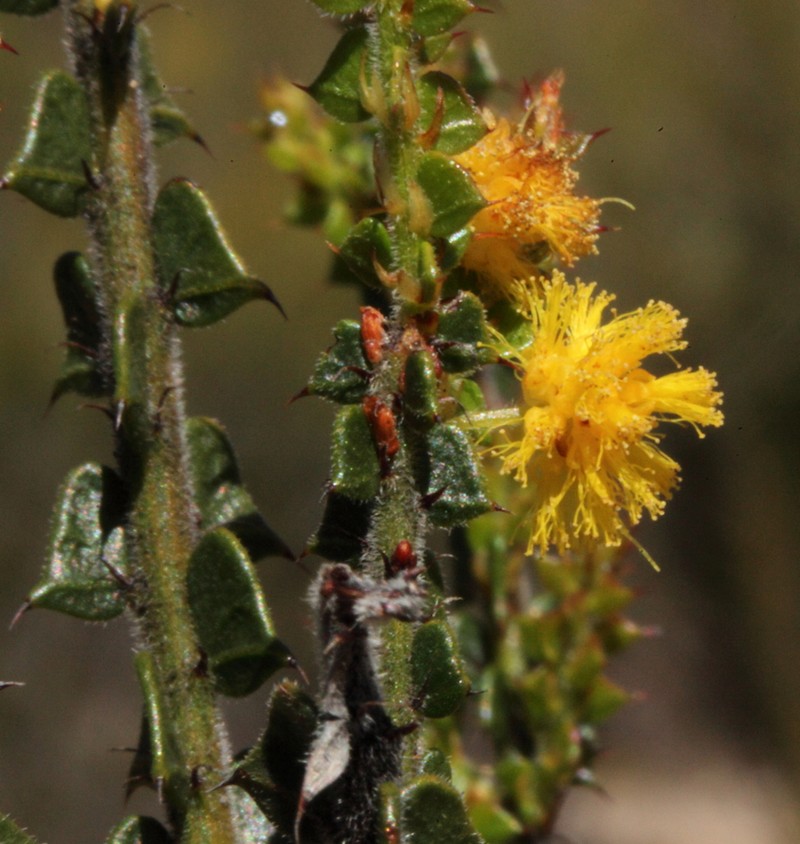 Acacia ericksoniae