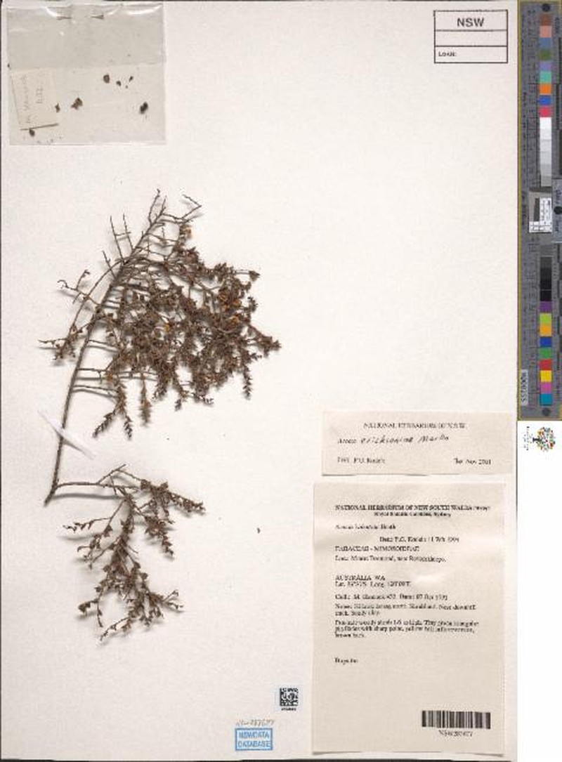 Acacia ericksoniae photo 3