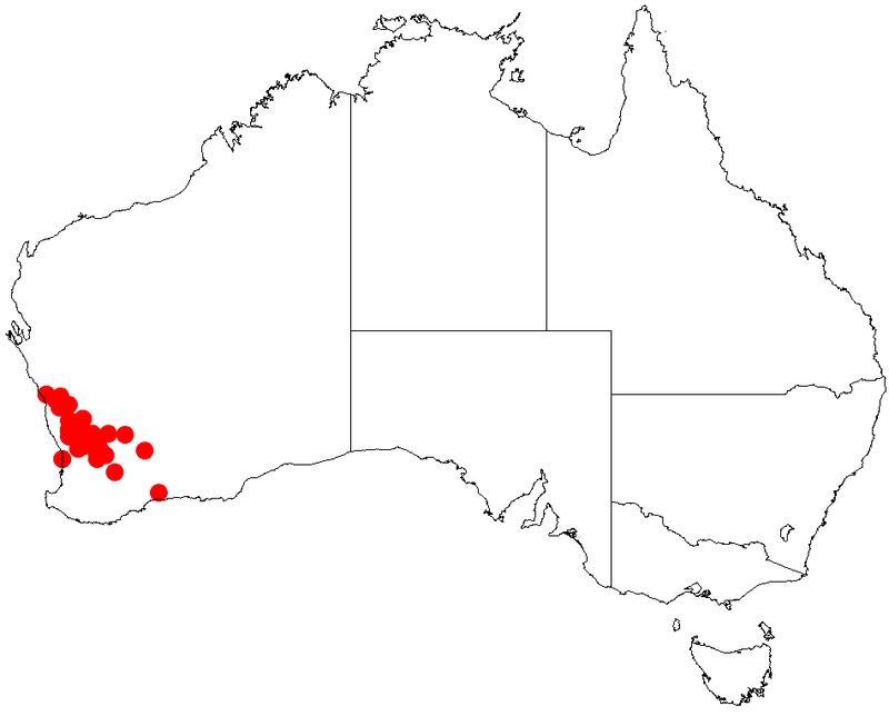 Acacia ericksoniae