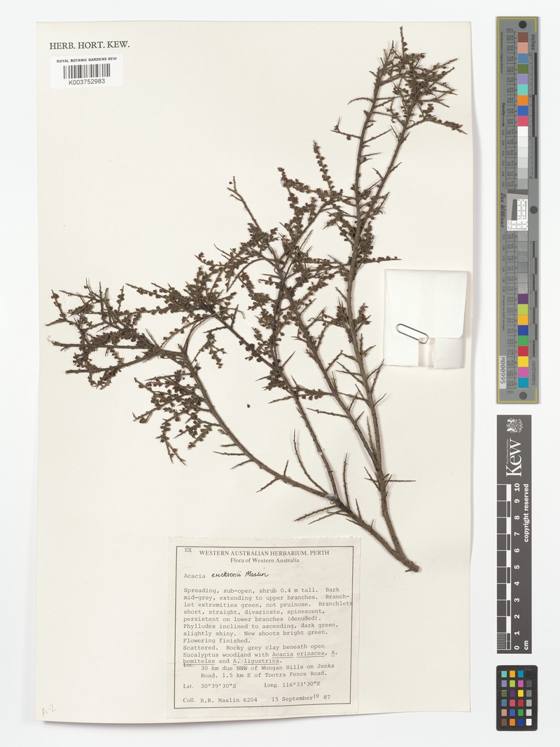 Acacia ericksoniae photo 2