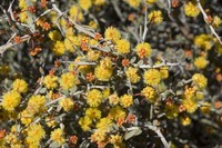 Acacia erinacea