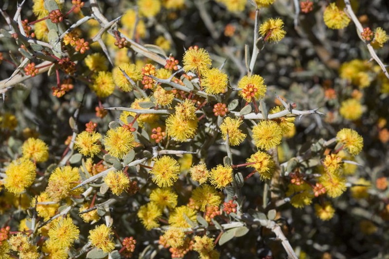 Acacia erinacea