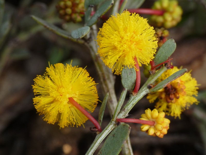 Acacia erinacea photo 3