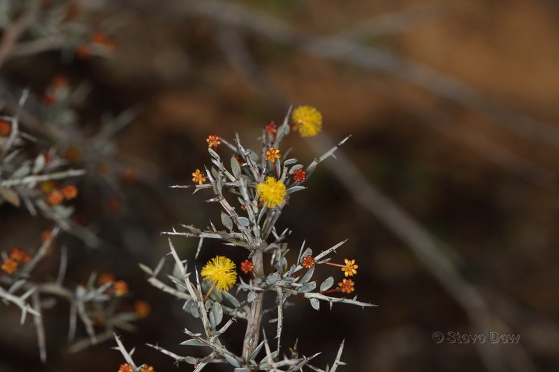 Acacia erinacea photo 4