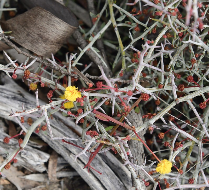 Acacia erinacea photo 5