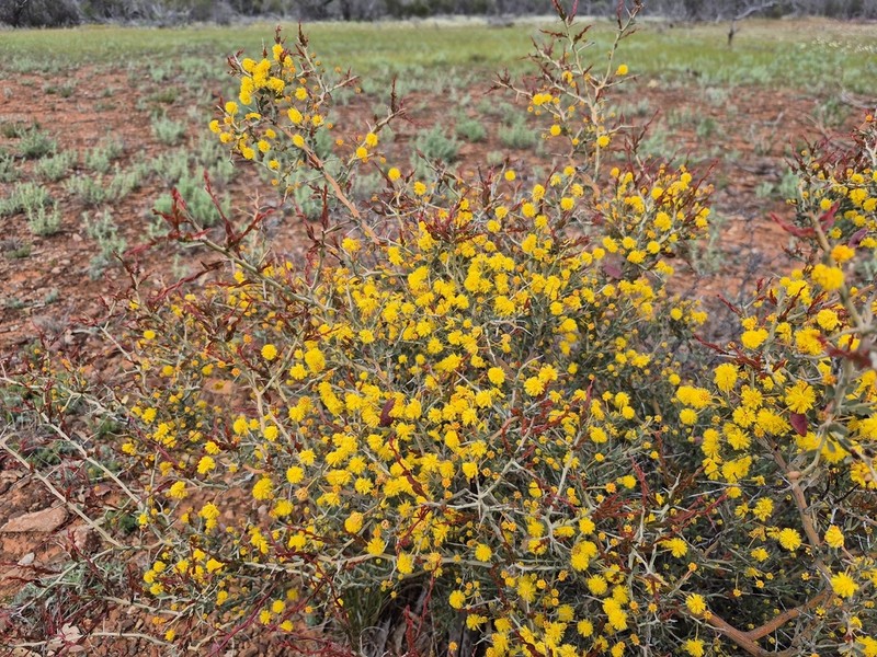 Acacia erinacea photo 6