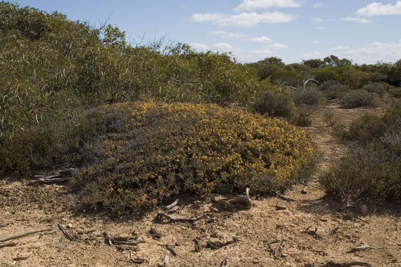 Acacia erinacea photo 8