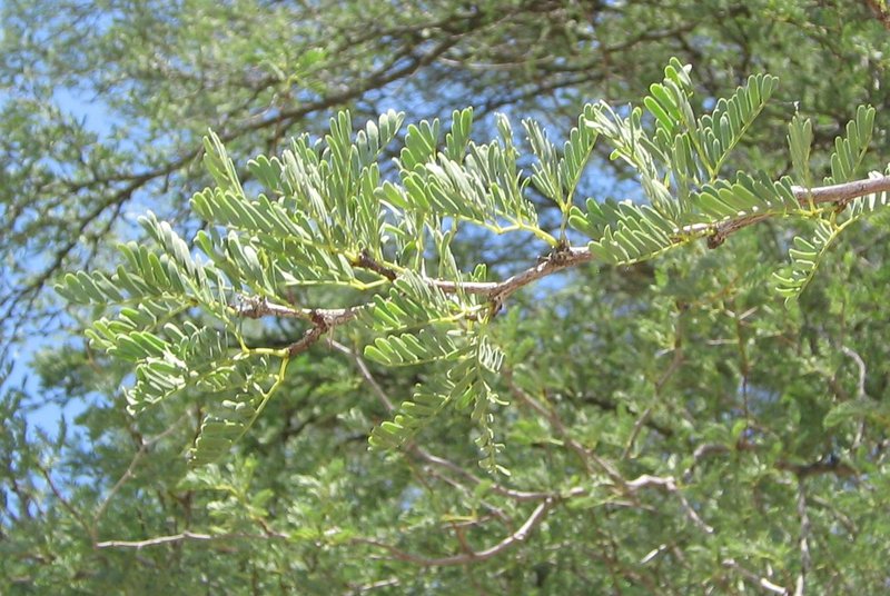 Camelthorn