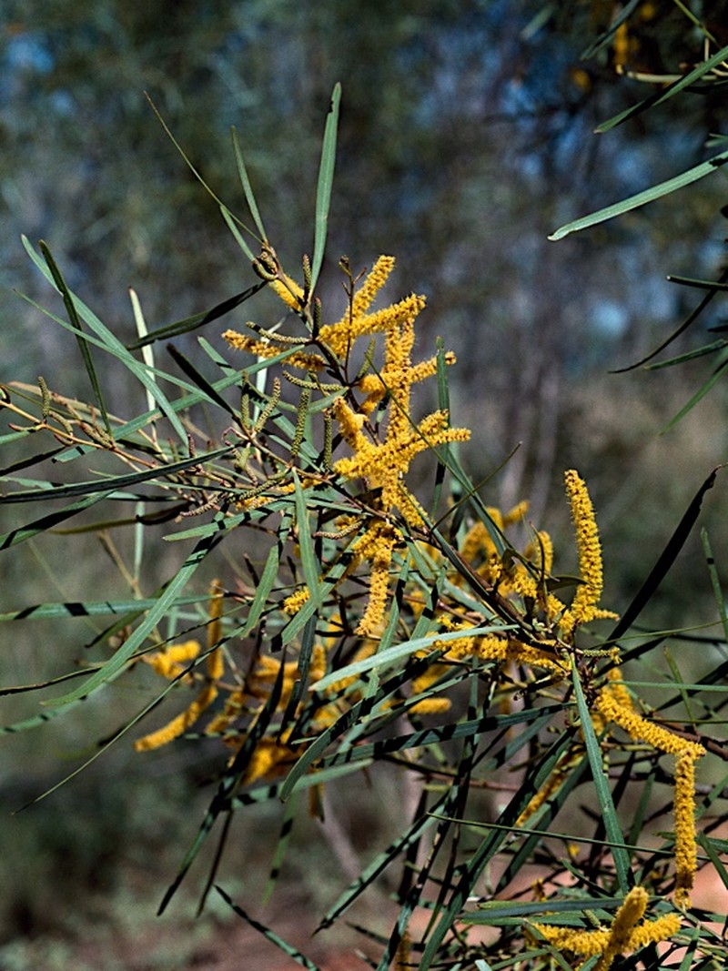 Acacia eriopoda