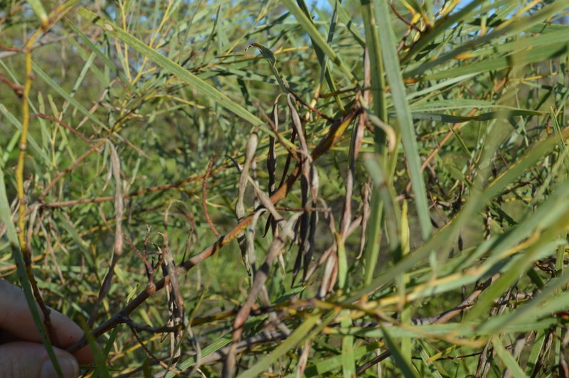 Acacia eriopoda photo 3