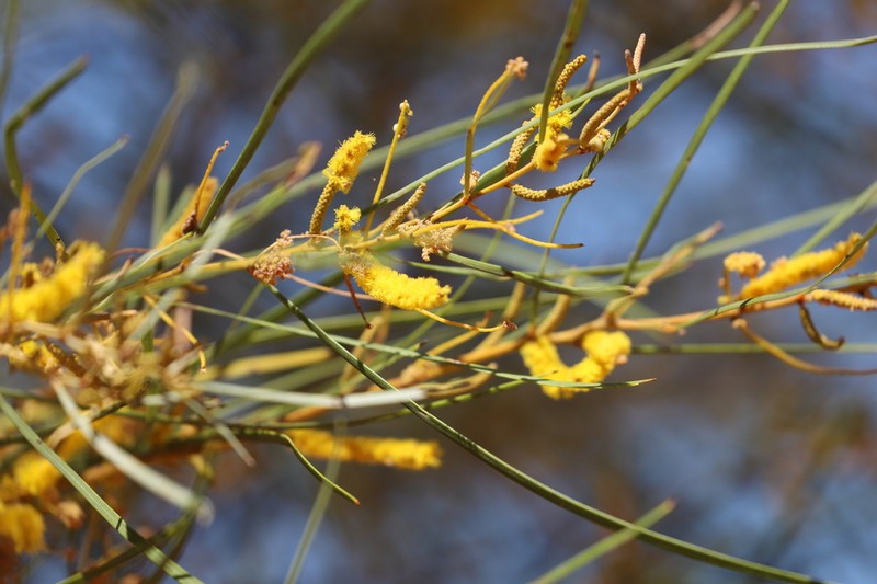 Acacia eriopoda photo 4