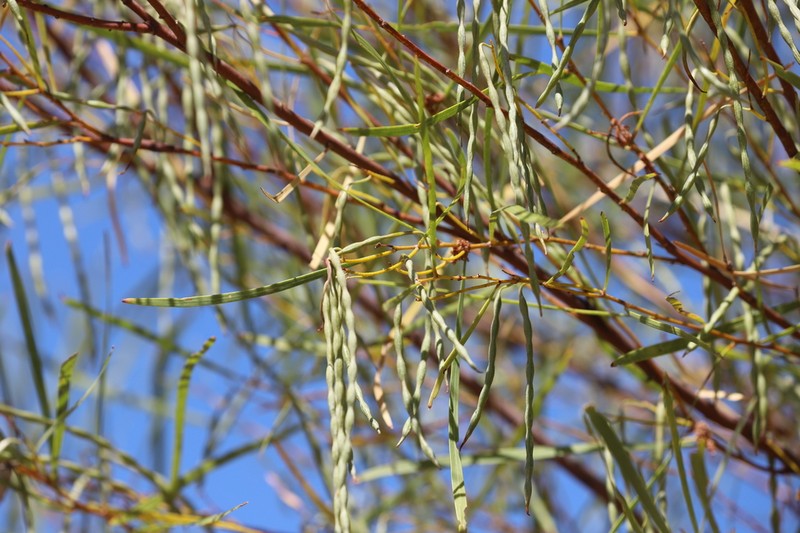 Acacia eriopoda photo 5