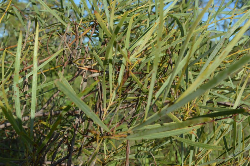 Acacia eriopoda photo 7