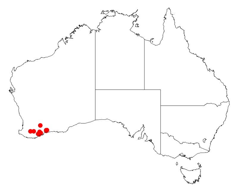 Acacia errabunda