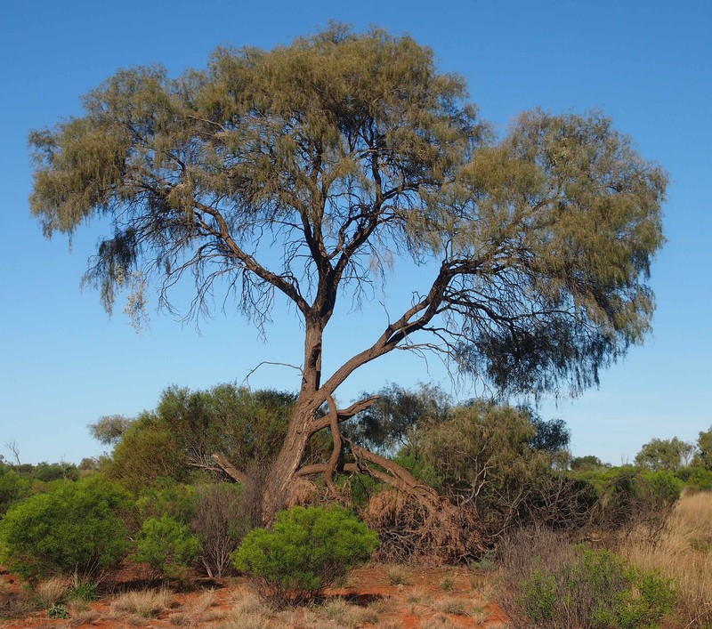 Acacia estrophiolata photo 2