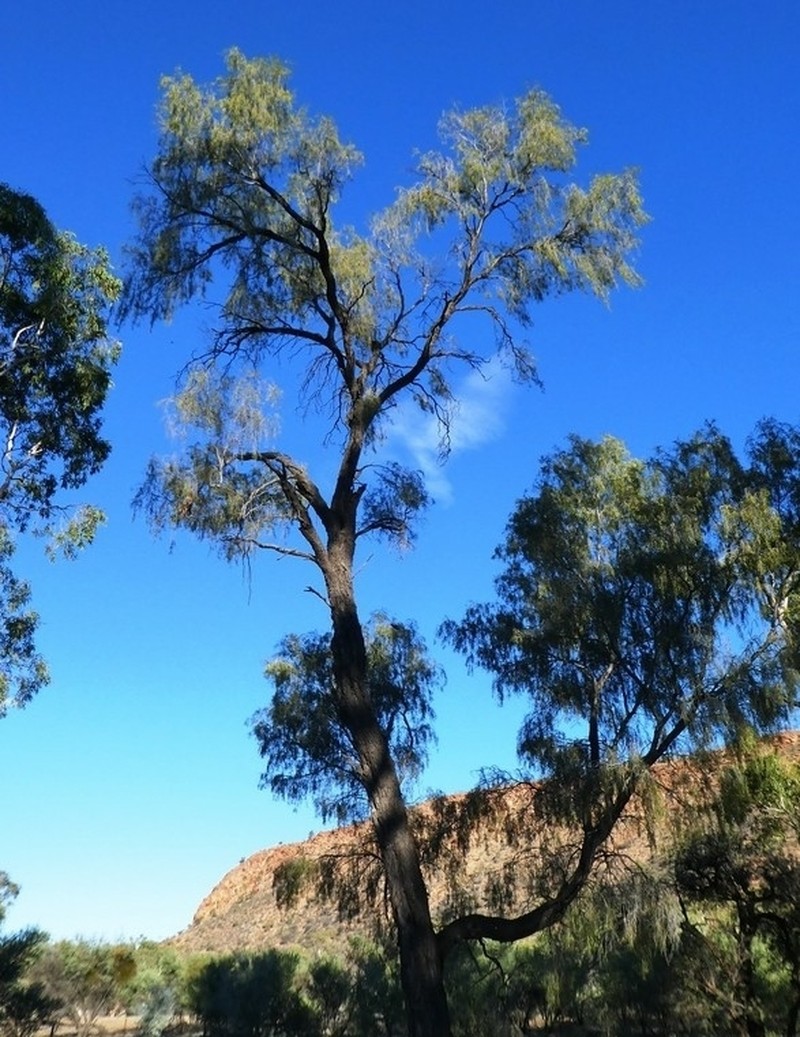 Acacia estrophiolata photo 3