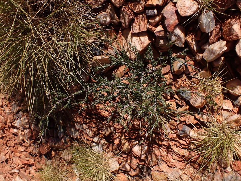 Acacia estrophiolata photo 4