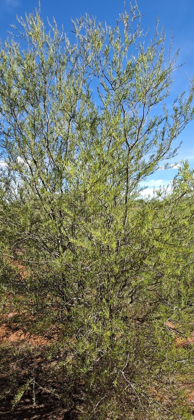 Acacia estrophiolata photo 6