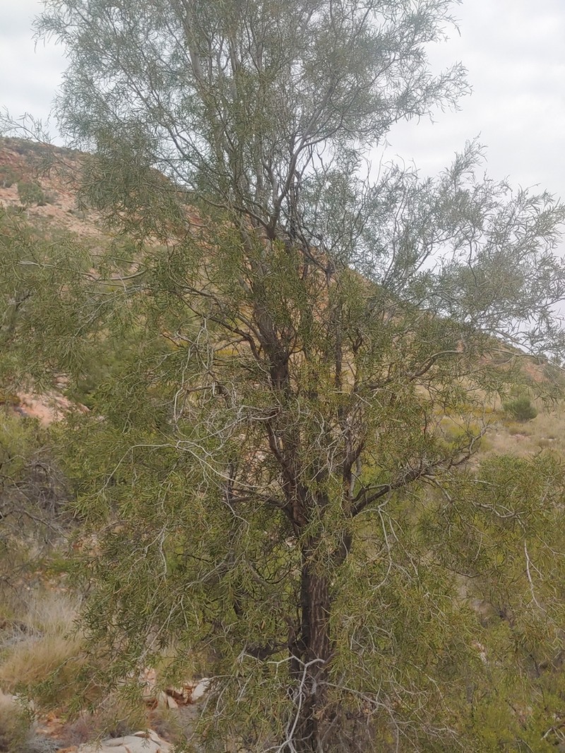 Acacia estrophiolata photo 7