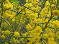 Acacia euthycarpa