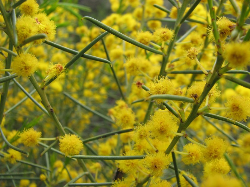 Acacia euthycarpa