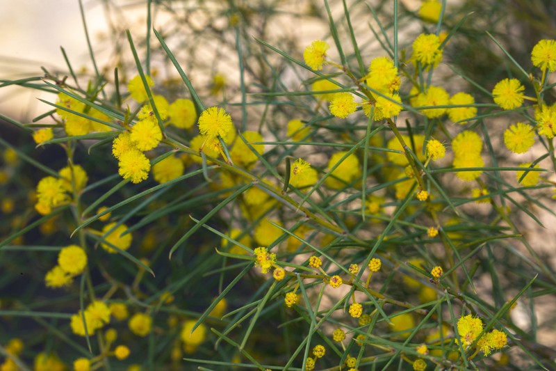 Acacia euthycarpa photo 2