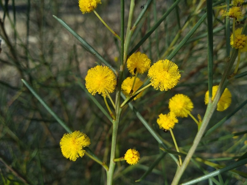 Acacia euthycarpa photo 3