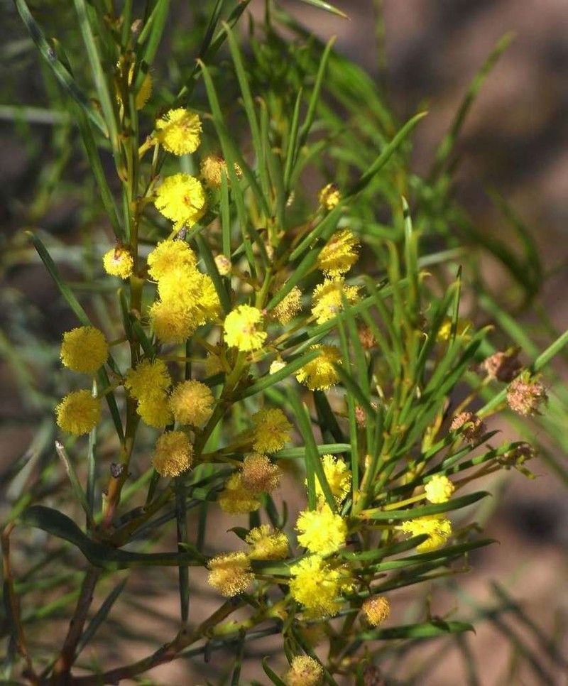 Acacia euthycarpa photo 4
