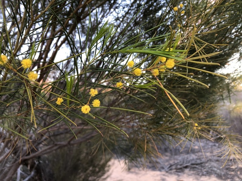 Acacia euthycarpa photo 5