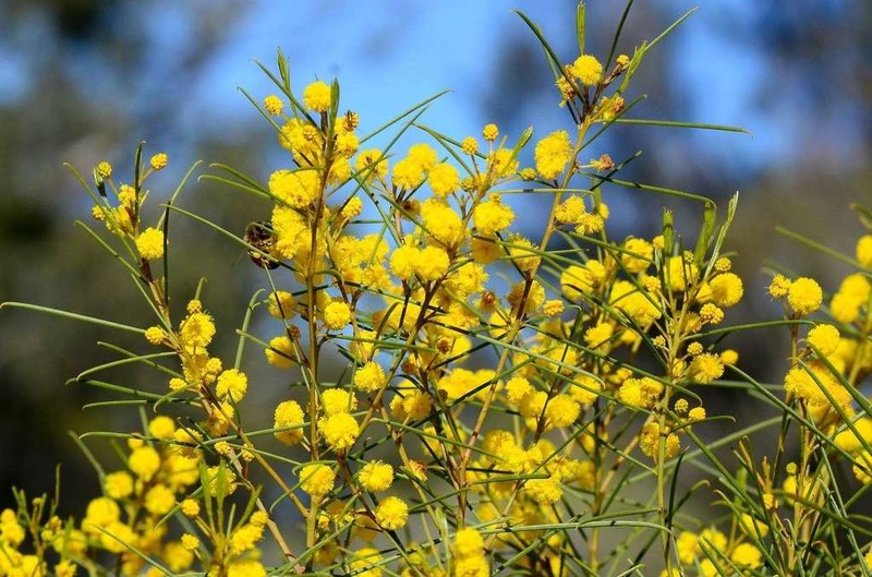 Acacia euthycarpa photo 6