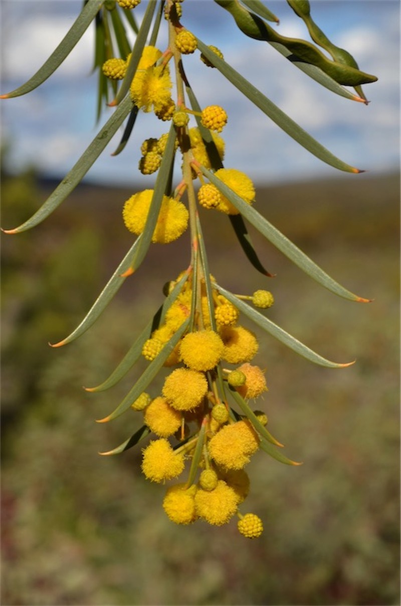 Acacia euthycarpa photo 7