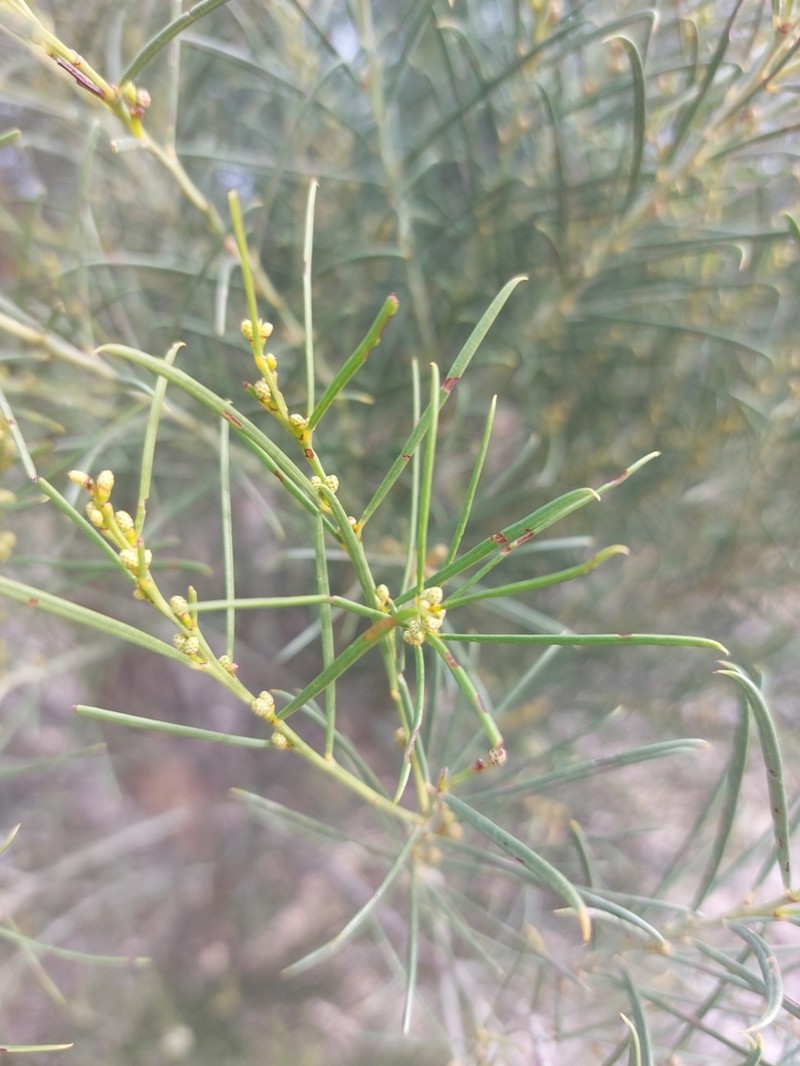 Acacia euthycarpa photo 8